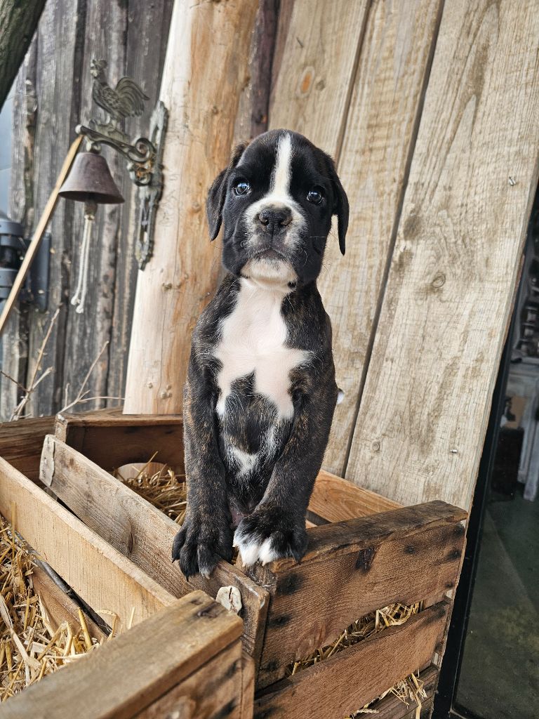 Du Soleil De L'aurion - Chiots disponibles - Boxer