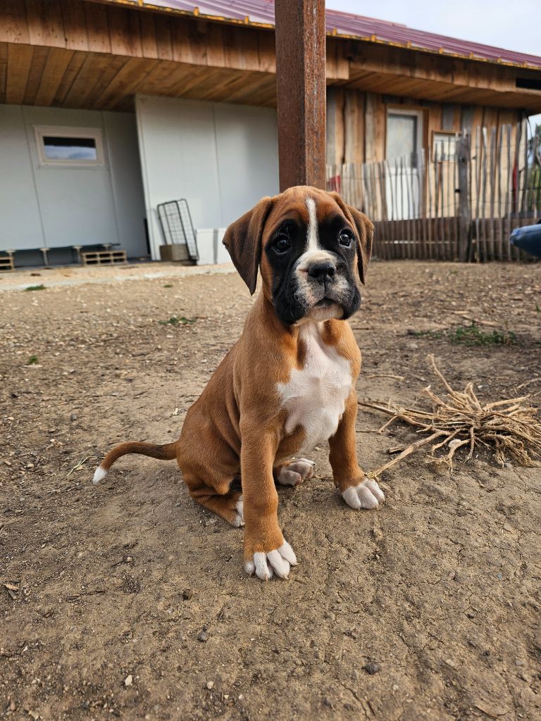 Du Soleil De L'aurion - Chiots disponibles - Boxer