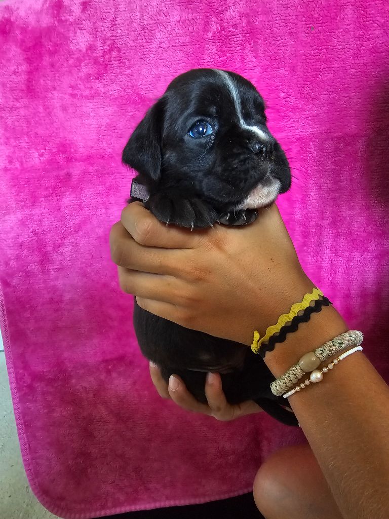 Du Soleil De L'aurion - Chiots disponibles - Boxer