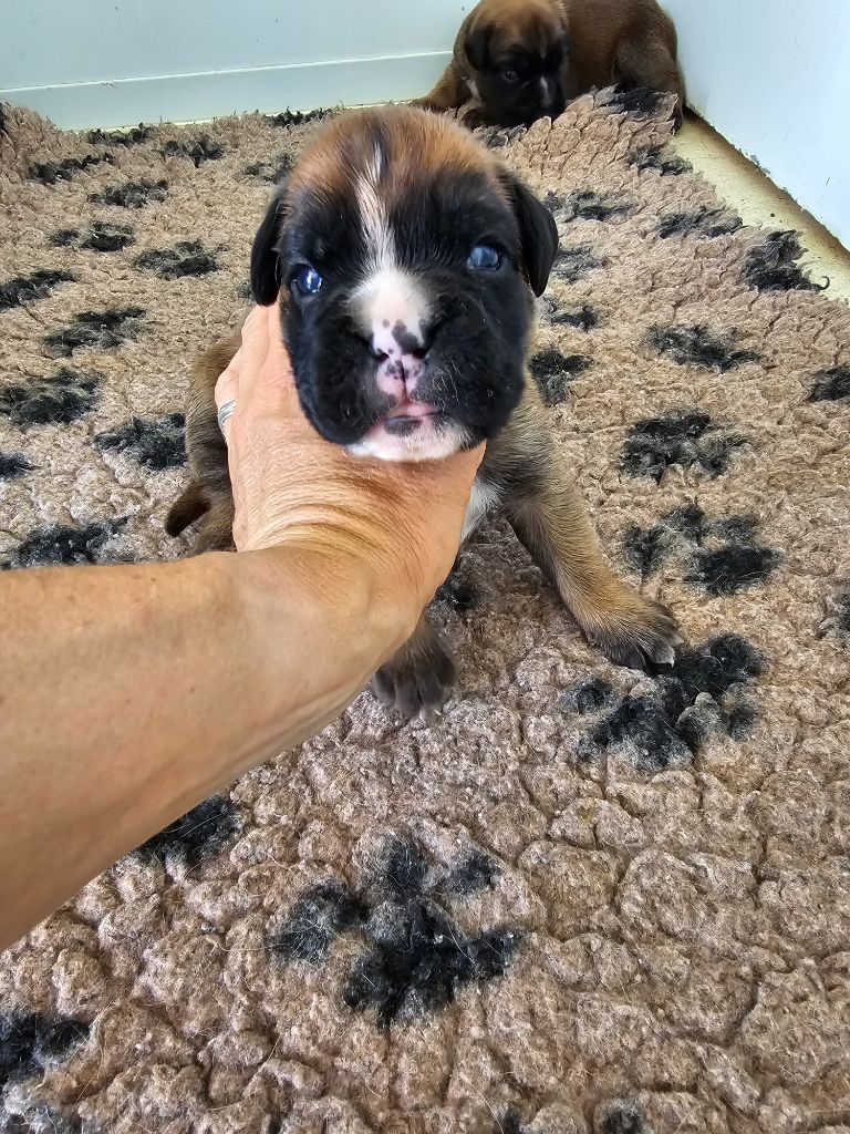 Du Soleil De L'aurion - Chiots disponibles - Boxer