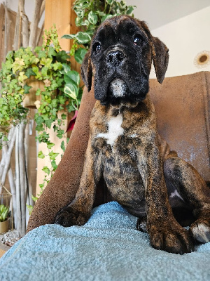 Astro