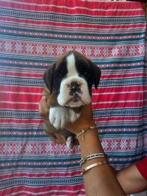 Chiot N°1