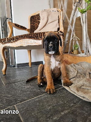CHIOT 3