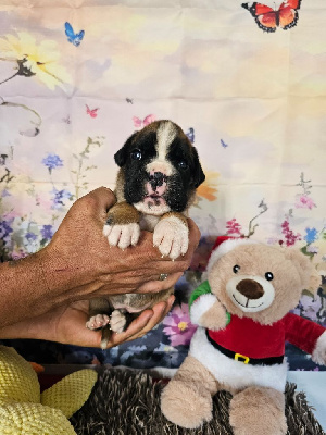Chiot symphonie 