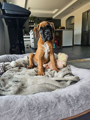 CHIOT 6