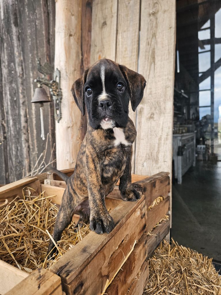 Du Soleil De L'aurion - Chiots disponibles - Boxer