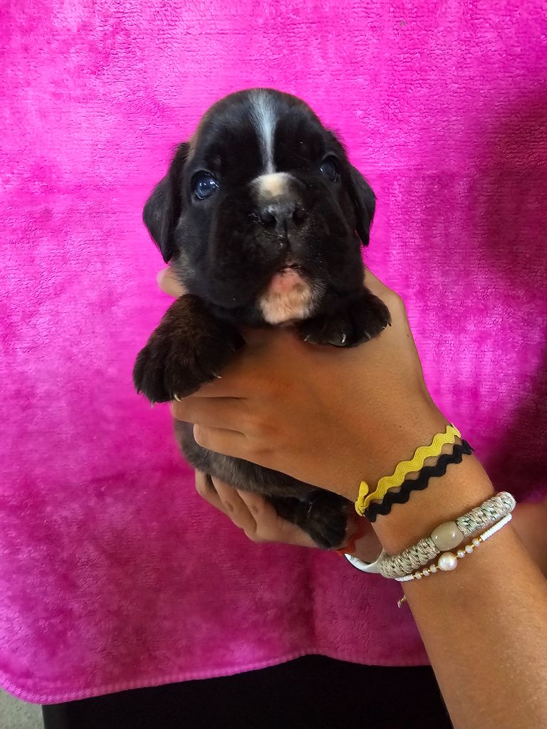 Du Soleil De L'aurion - Chiots disponibles - Boxer