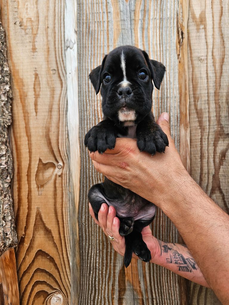 Du Soleil De L'aurion - Chiots disponibles - Boxer