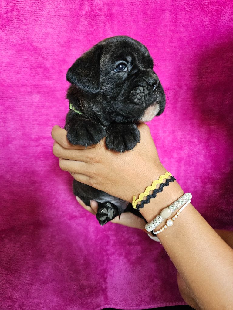 Du Soleil De L'aurion - Chiots disponibles - Boxer