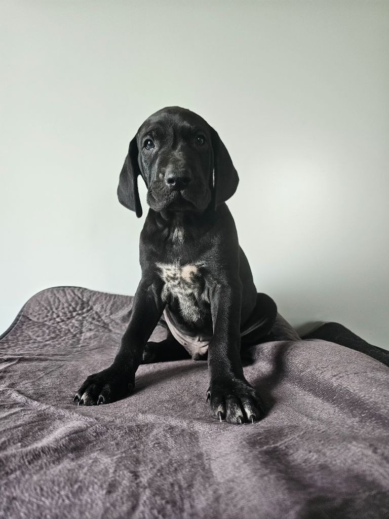 Du Soleil De L'aurion - Chiots disponibles - Braque allemand à poil court
