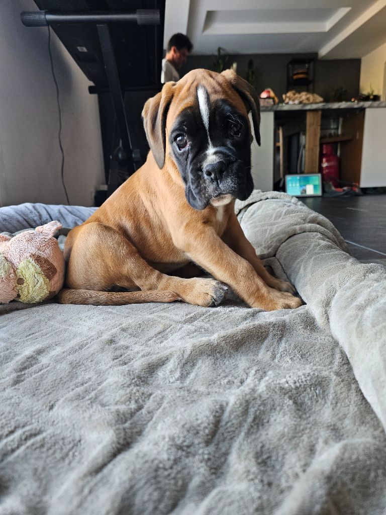 Du Soleil De L'aurion - Chiots disponibles - Boxer