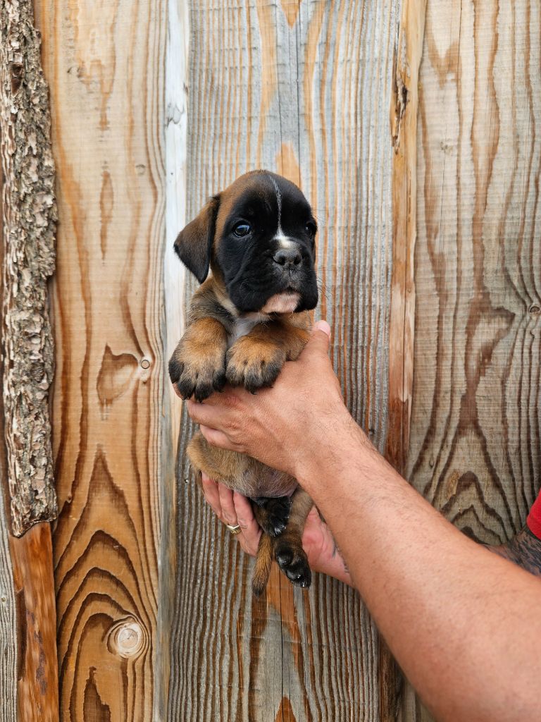 Du Soleil De L'aurion - Chiots disponibles - Boxer