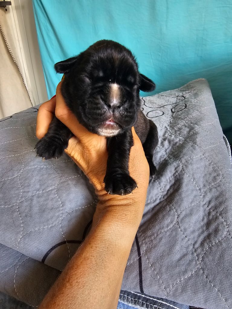 Du Soleil De L'aurion - Chiots disponibles - Boxer