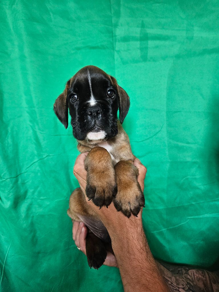 Du Soleil De L'aurion - Chiots disponibles - Boxer
