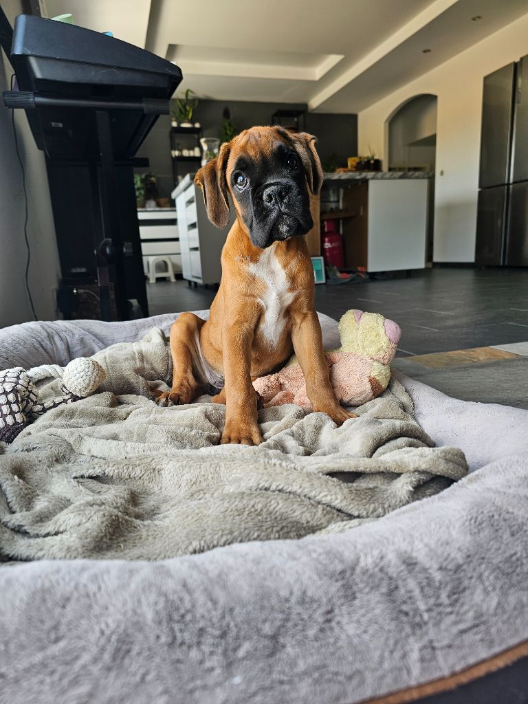 Du Soleil De L'aurion - Chiots disponibles - Boxer