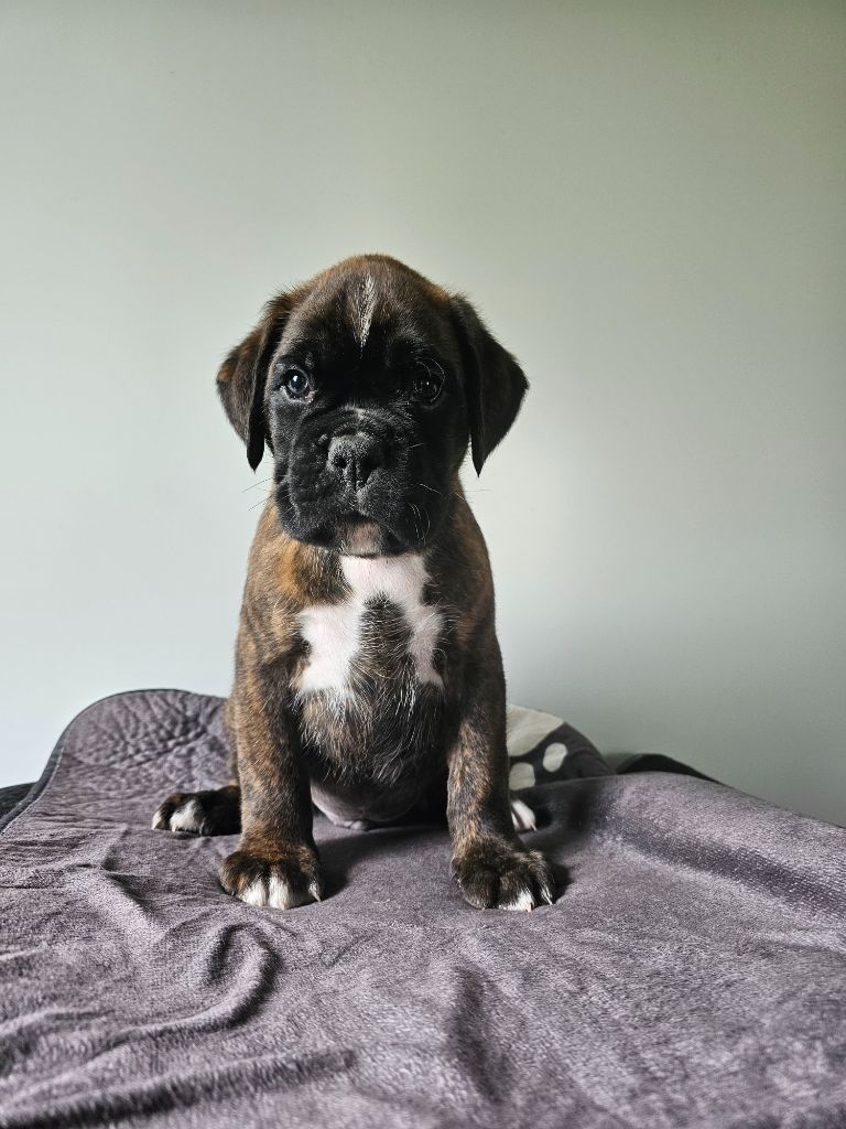 Du Soleil De L'aurion - Chiots disponibles - Boxer