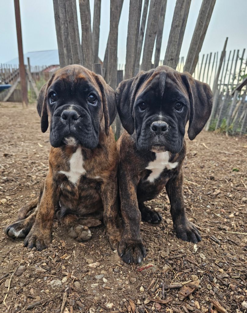 Du Soleil De L'aurion - Chiots disponibles - Boxer