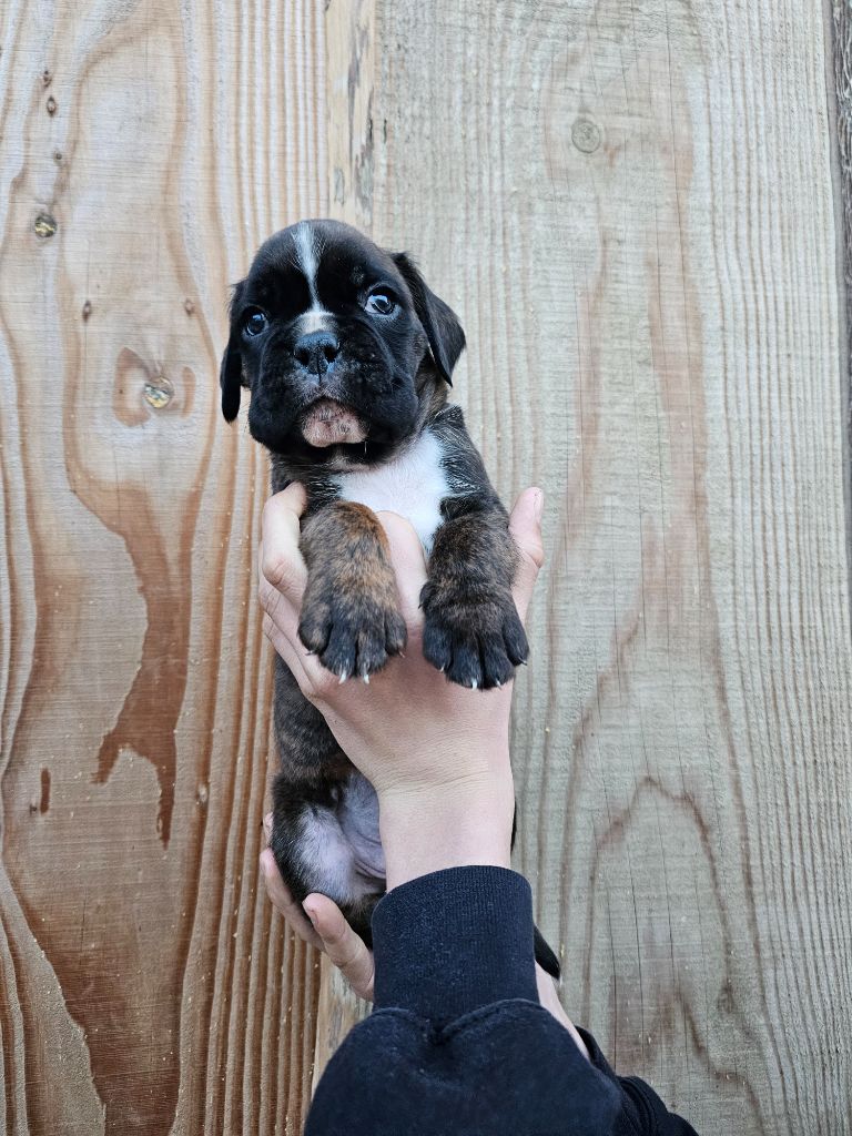 Du Soleil De L'aurion - Chiots disponibles - Boxer