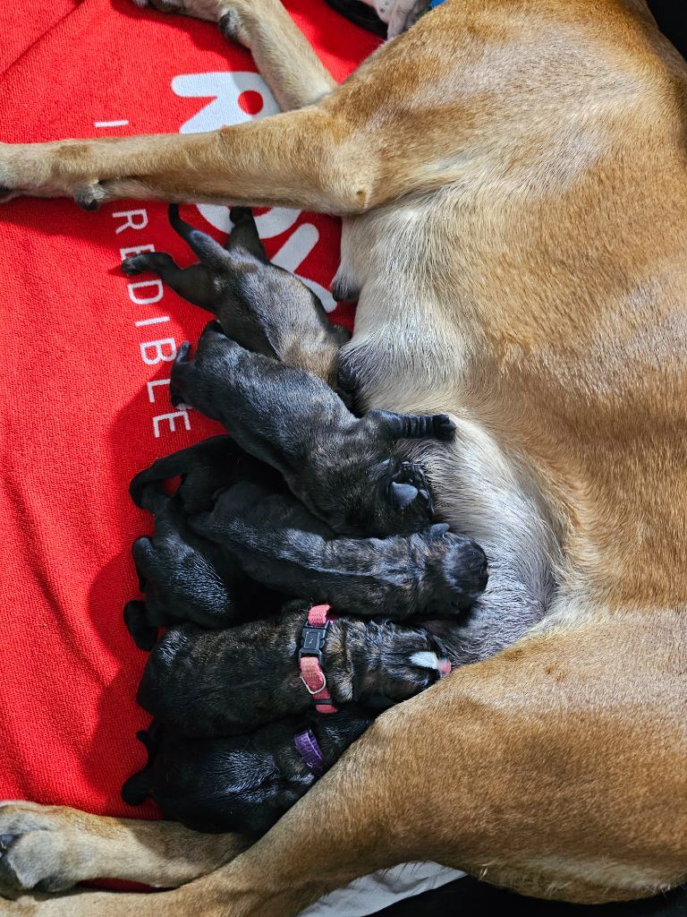 Du Soleil De L'aurion - Chiots disponibles - Boxer
