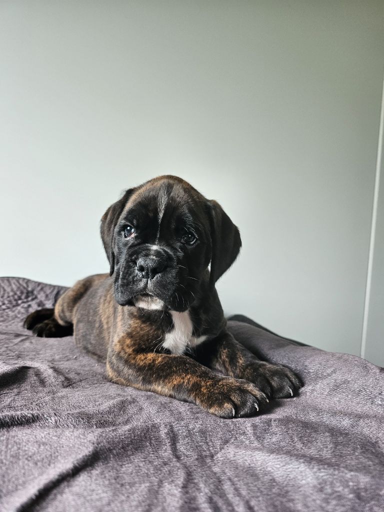 Du Soleil De L'aurion - Chiots disponibles - Boxer