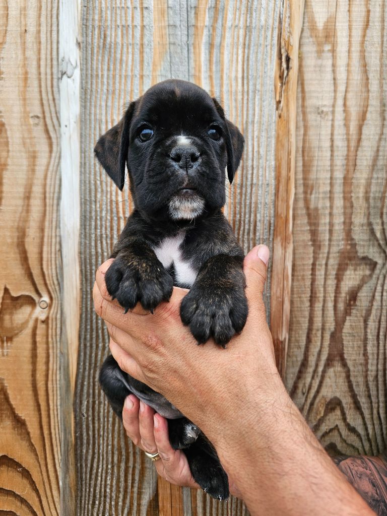 Du Soleil De L'aurion - Chiots disponibles - Boxer
