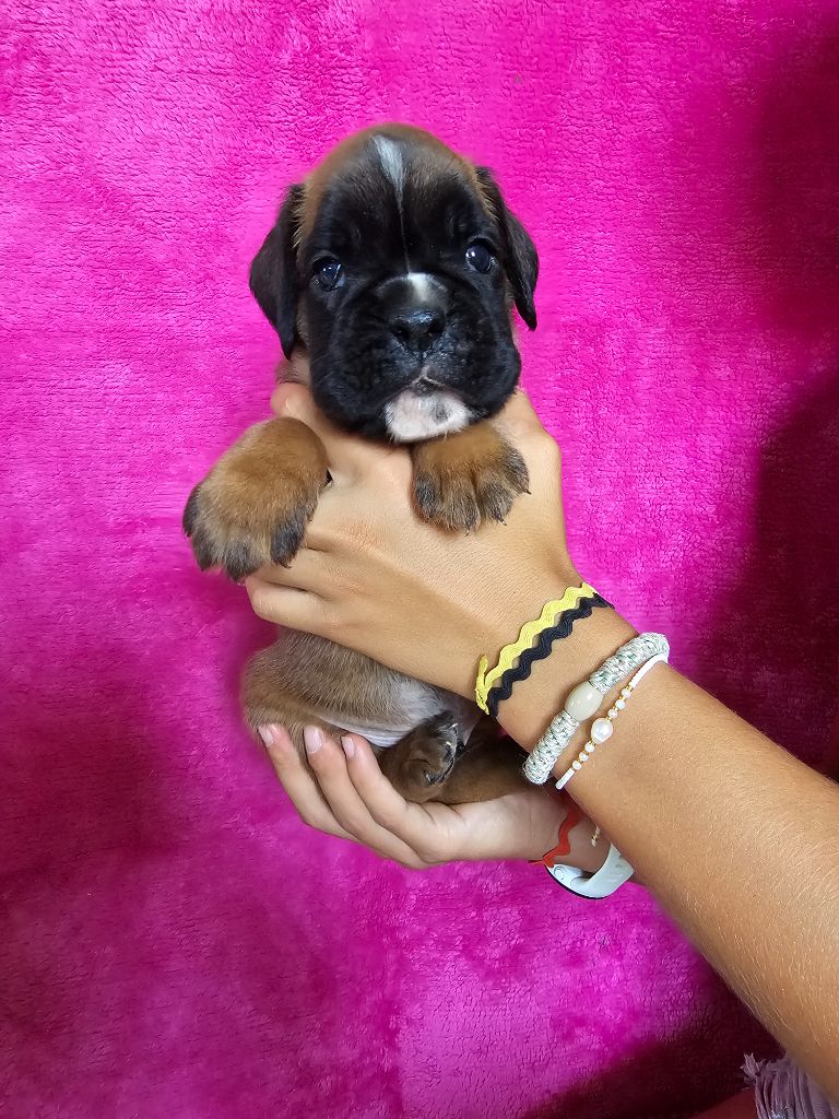 Du Soleil De L'aurion - Chiots disponibles - Boxer