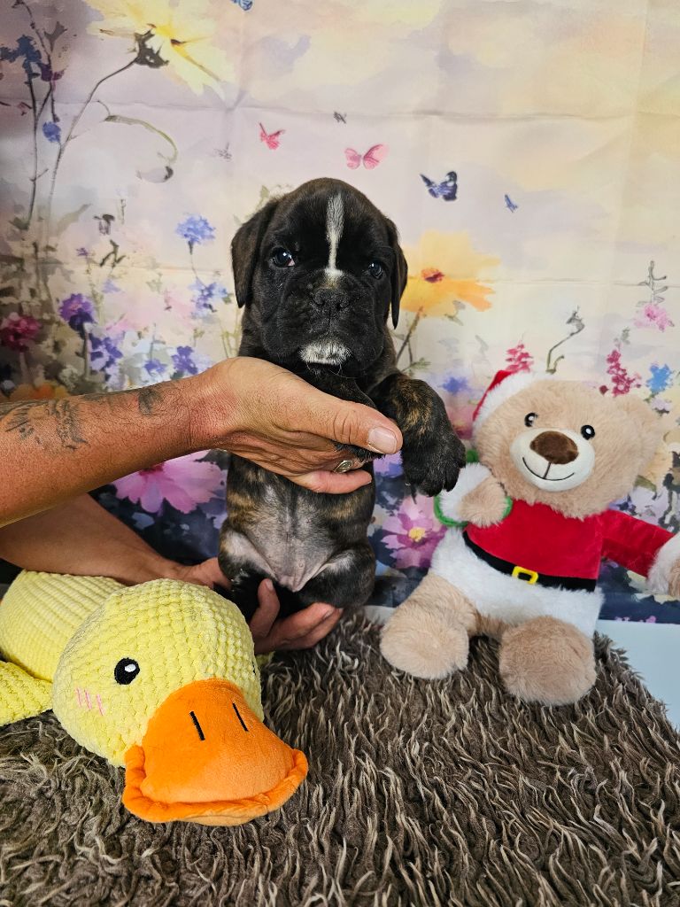 Du Soleil De L'aurion - Chiots disponibles - Boxer